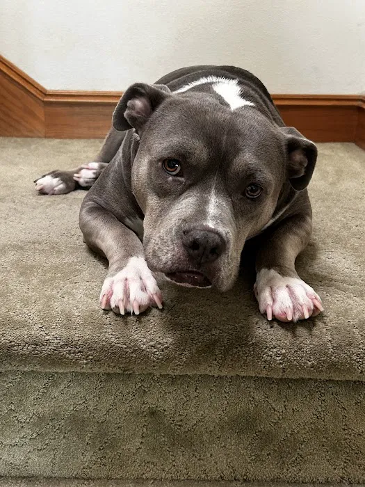 Jet's Pet Hospital Picture 10