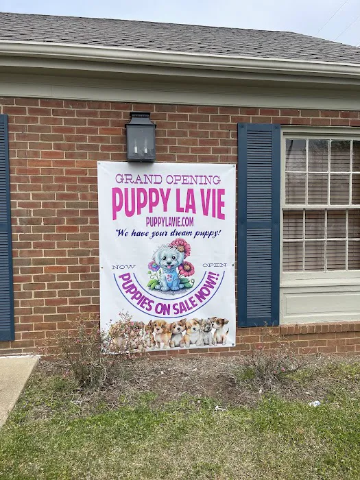 Puppy La Vie Puppies For Sale Picture 6