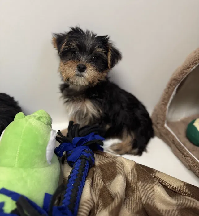Puppy La Vie Puppies For Sale Picture 5