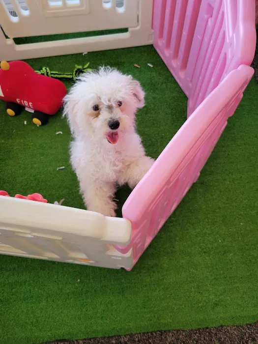 Puppy La Vie Puppies For Sale Picture 4