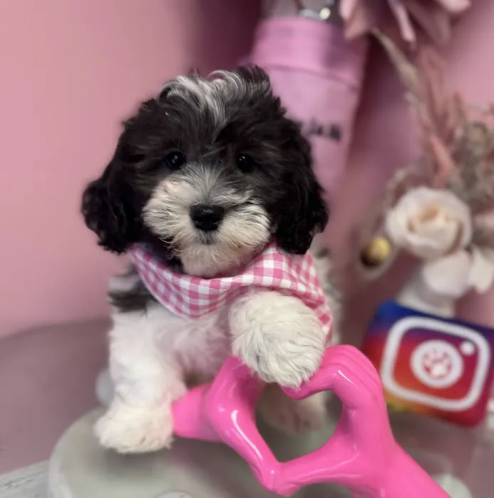 Puppy La Vie Puppies For Sale Picture 7