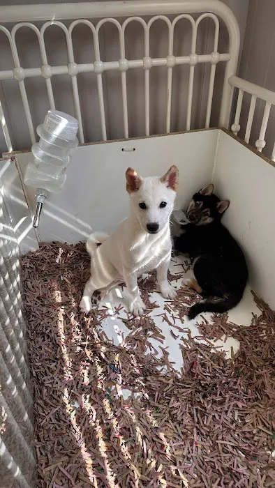 Puppy La Vie Puppies For Sale Picture 3
