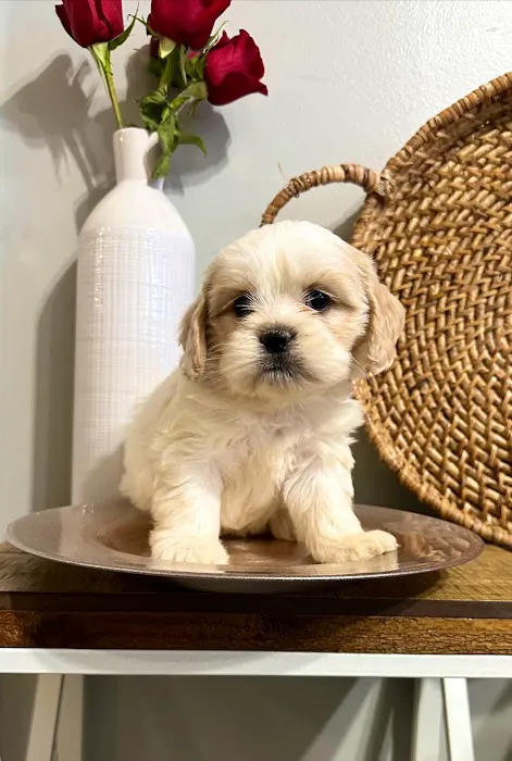 Puppy La Vie Puppies For Sale Picture 10