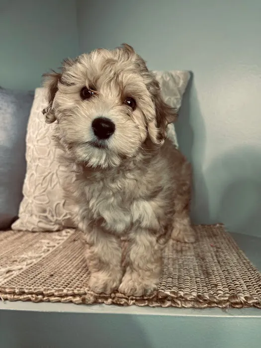 Puppy La Vie Puppies For Sale Picture 1