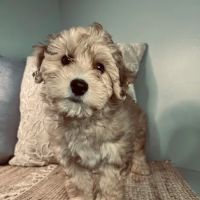 Puppy La Vie Puppies For Sale ico