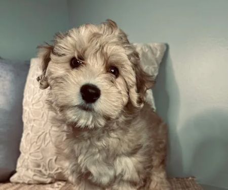 Puppy La Vie Puppies For Sale