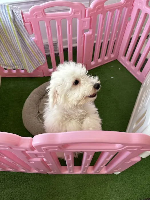 Puppy La Vie Puppies For Sale Picture 9