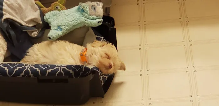 Banfield Pet Hospital Picture 3