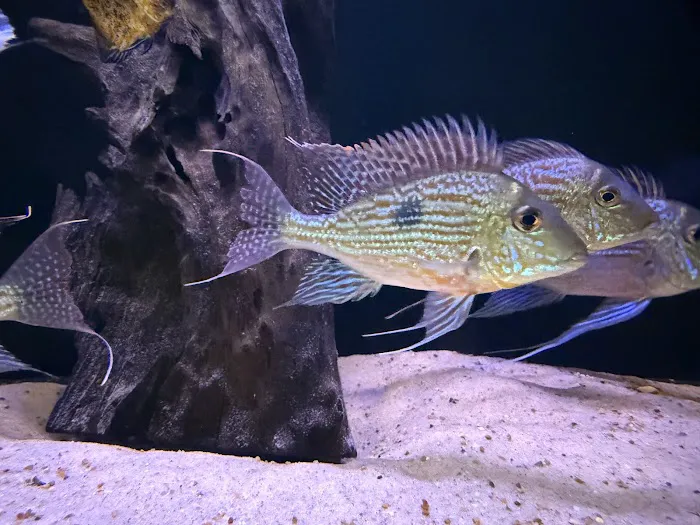 Life in Aquarium Picture 8