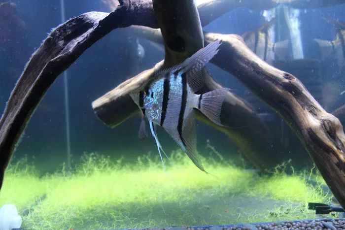 Life in Aquarium Picture 3