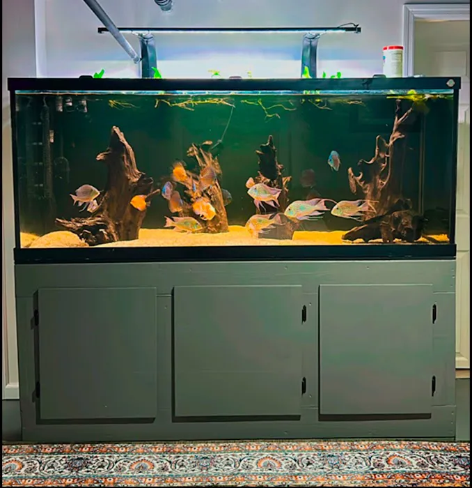 Life in Aquarium Picture 10