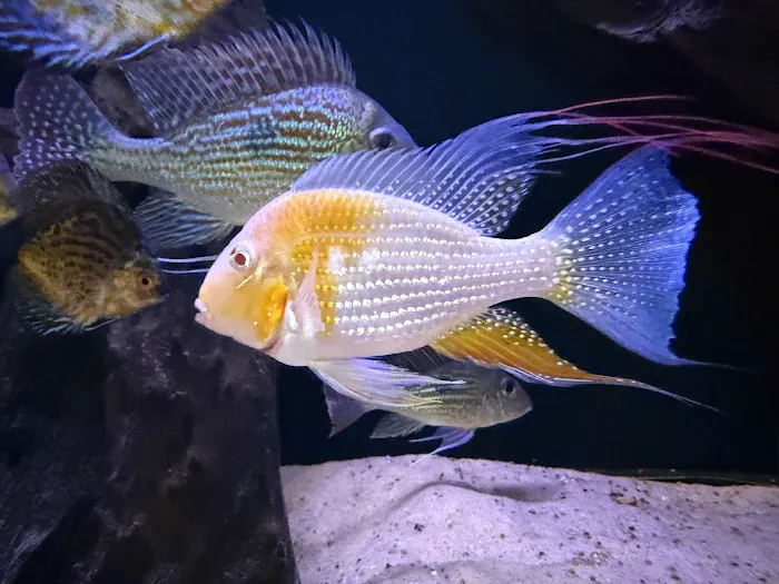 Life in Aquarium Picture 4