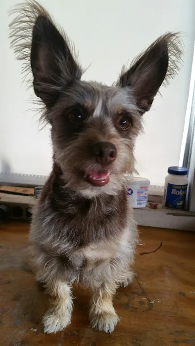 Animal Medical Clinic Picture 3