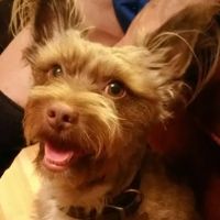 Animal Medical Clinic ico