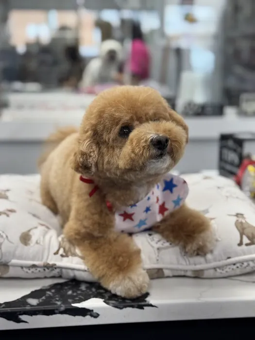 My love Pets and Grooming Picture 2