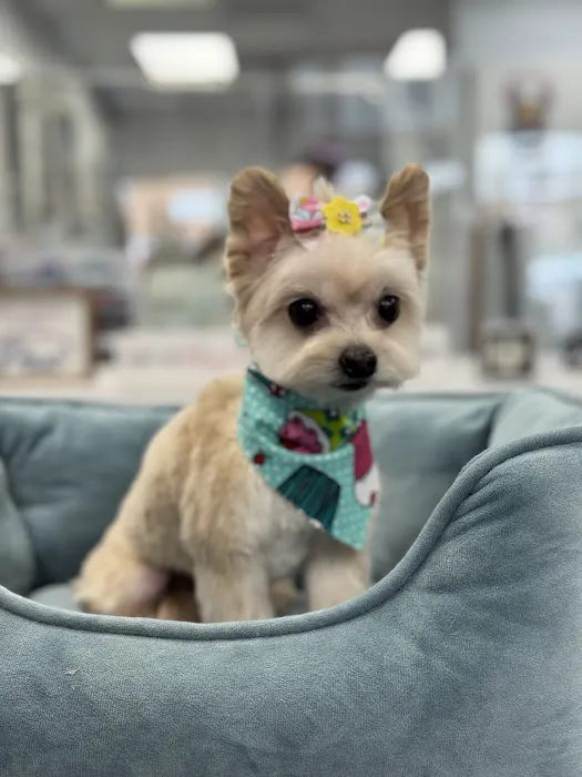 My love Pets and Grooming Picture 6