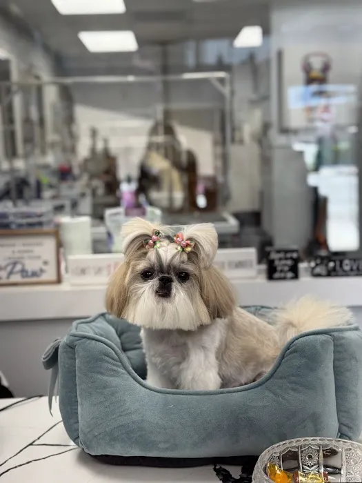 My love Pets and Grooming Picture 3