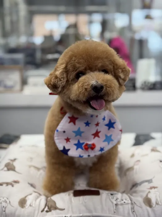 My love Pets and Grooming Picture 7