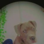 Vetco Vaccination Clinic