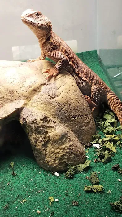 Uniq Pet Imports Pet shop Picture 5