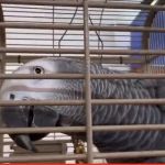 Uniq Pet Imports Pet shop