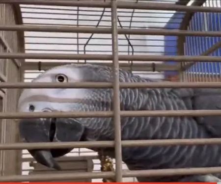 Uniq Pet Imports Pet shop