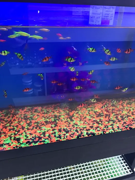 1st Class Aquarium Picture 8