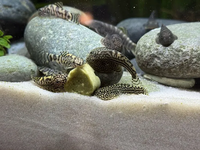 KatsAquatics Picture 2