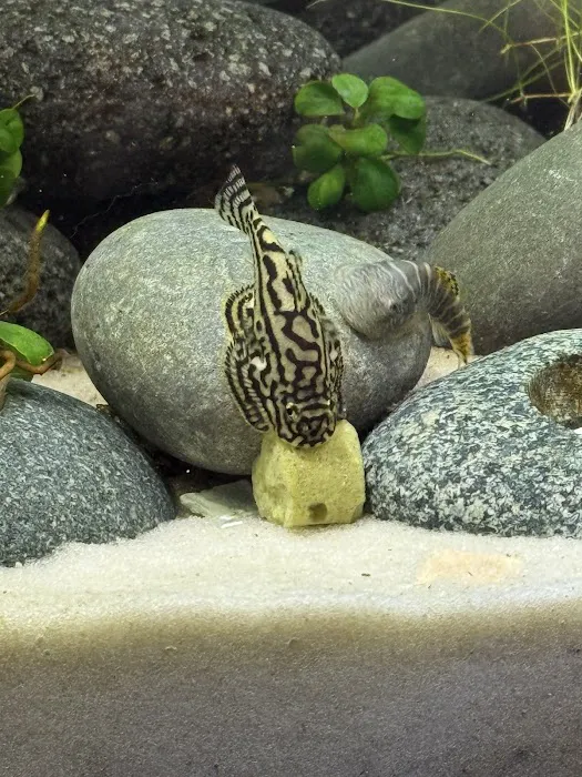 KatsAquatics Picture 1