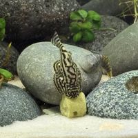 KatsAquatics ico