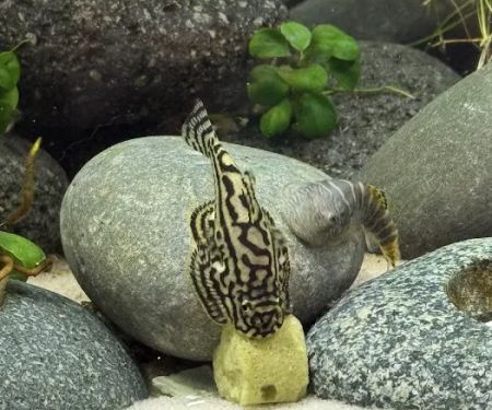 KatsAquatics