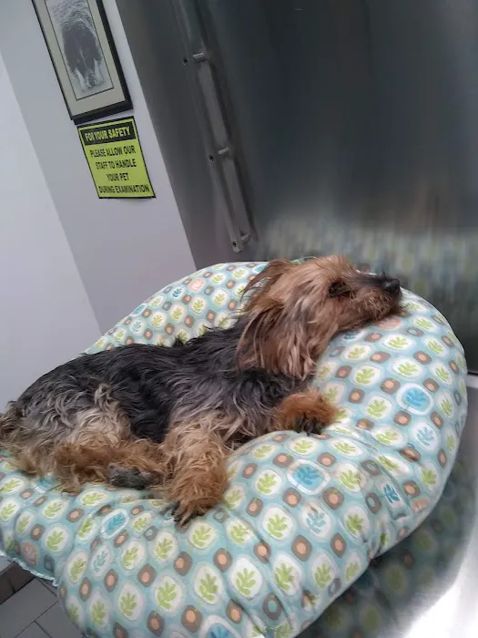 Babylon Animal Hospital Picture 1