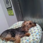 Babylon Animal Hospital