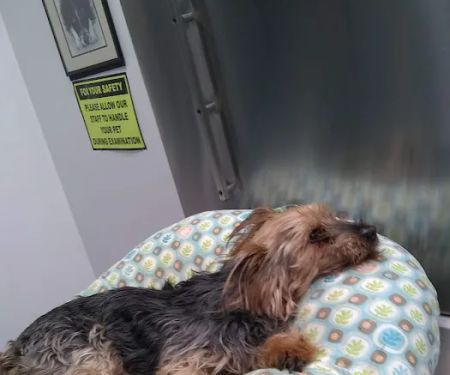 Babylon Animal Hospital