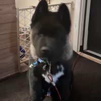 Vetco Vaccination Clinic ico