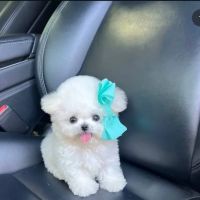 Bay yorkie puppies ico