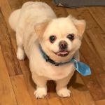 West Babylon Animal Hospital