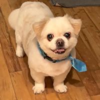 West Babylon Animal Hospital ico