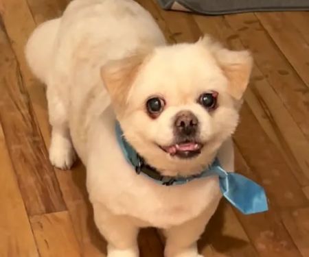 West Babylon Animal Hospital