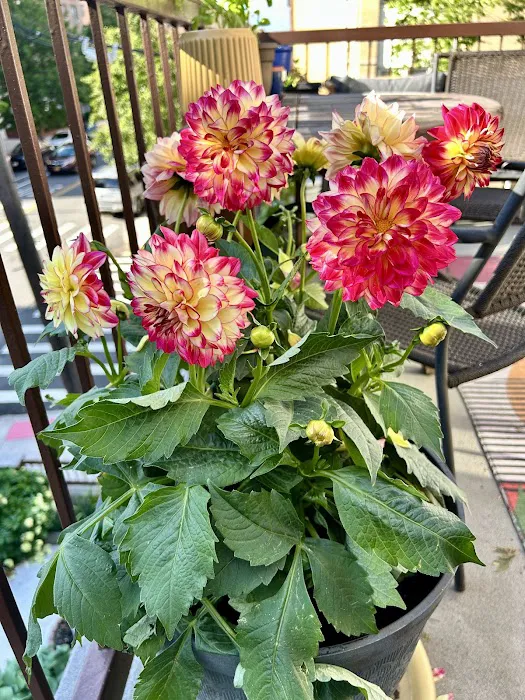 George’s Plants and Pets Picture 1