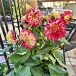 George’s Plants and Pets