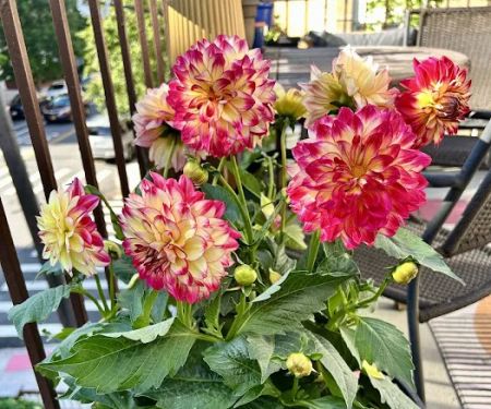Georgeu2019s Plants and Pets