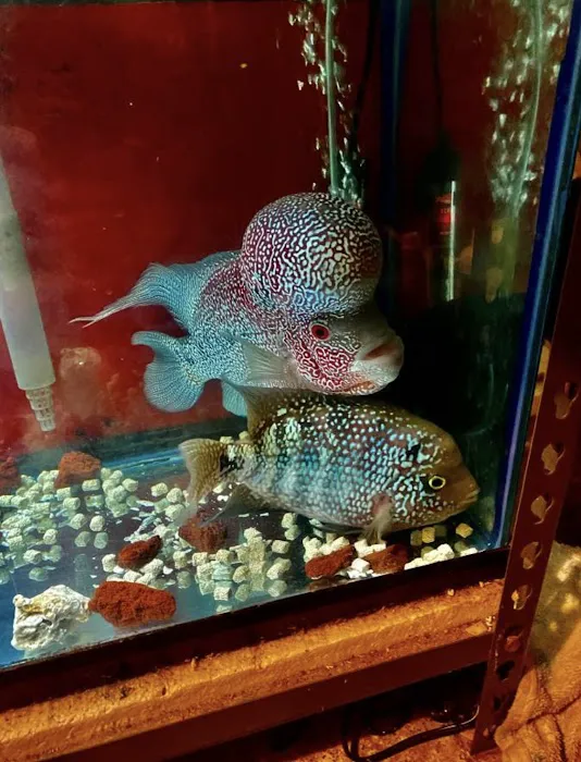 Amazing Aquarium Picture 1