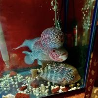 Amazing Aquarium ico