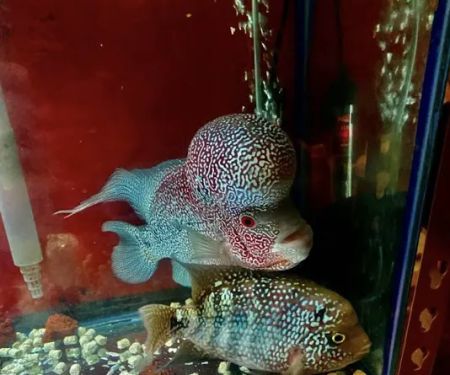 Amazing Aquarium