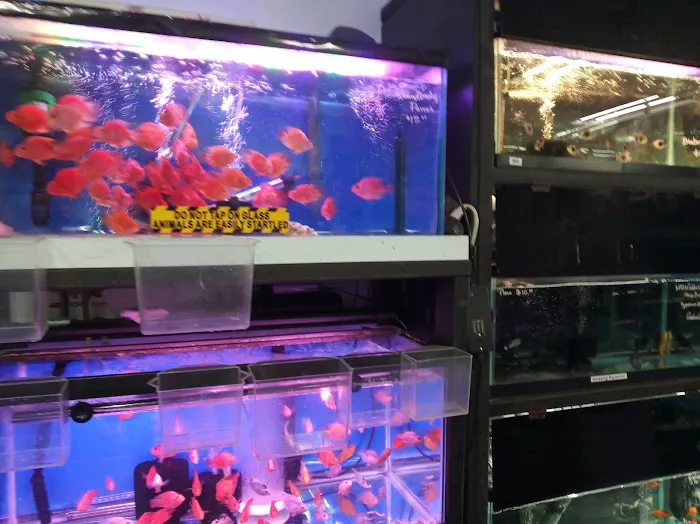 Amazing Aquarium Picture 6