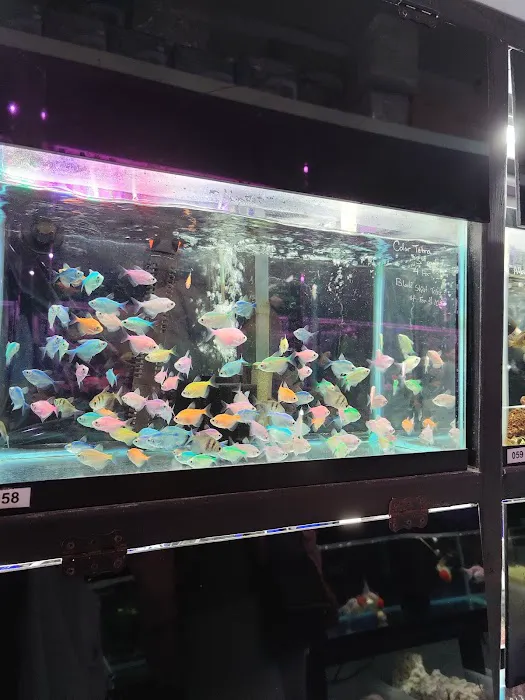Amazing Aquarium Picture 2