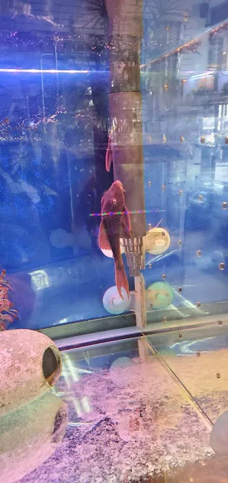 Amazing Aquarium Picture 4
