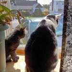 Lindenhurst Veterinary Hospital