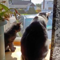 Lindenhurst Veterinary Hospital ico